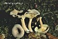 Lactarius glyciosmus-amf1075